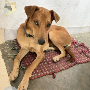 A Brown Indie Dog Missing from GTB Enclave