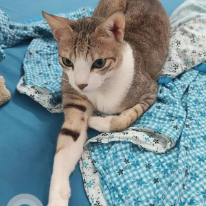 A White and Grey Indie Cat Missing from Chennai