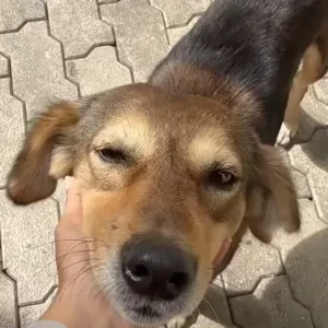 A Black and Brown Indie Dog Missing from Sahavas Society-2