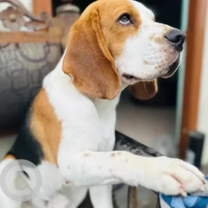 A White-Brown Mix Beagle Dog Missing from Ushodaya Junction-3