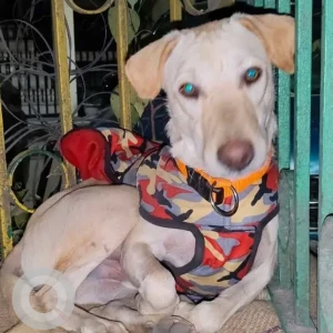 A White Indie Dog Missing from Pragati Park, L Block, Malviya Nagar