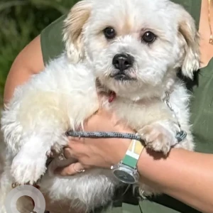 A White Indie Dog Missing from Greater Hyderabad Municipal Corporation Central Zone, Hyderabad