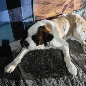 A White-Brown Mix Saint Bernard Dog Found from HSR Layout, Bengaluru-2