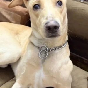 A White-Brown Mix Indie Dog Missing from Laxmi nagar, Nirman vihar, Shakarpur area-2