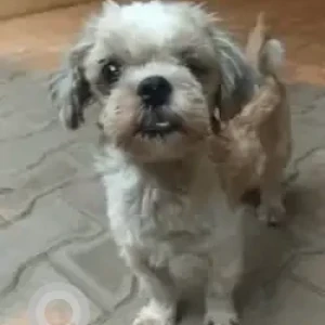 A White-Brown Mix Shih Tzu Dog Found from OMBR layout 4th cross-2