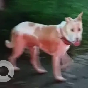 A White-Brown Mix Indie Dog Missing from Shivajinagar, Pune