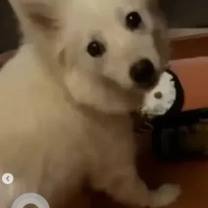 A White Pomeranian Dog Found from S.G Palya, Adarsh Vihar Apartments, Bhavani Nagar-2