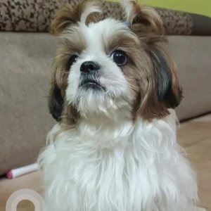 A White-Brown Mix Shihtzu Dog Missing from Carmelaram janatha coloney, Doddakanelli Area-2