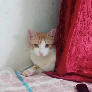 A White-Brown Mix Indie Cat Missing from P and T colony, Sarojini nagar
