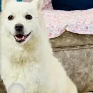 A White Pomeranian Dog Found from Sus, Pune-2