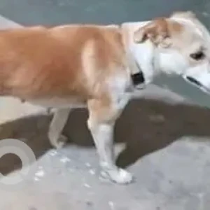 A White-Brown Mix Indie Dog Missing from Dhoolsiras village, Bajghera village-4