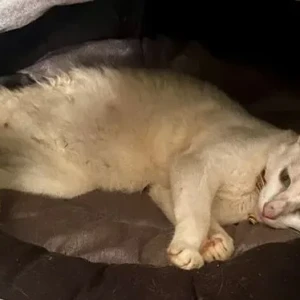 A White Persian Cat Missing from Anjuna-2