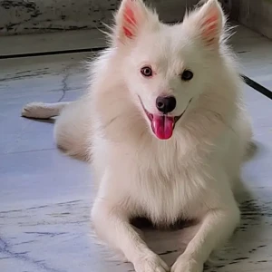 A White Pomeranian Dog Found from Udaipur