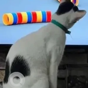 A Black and White Indie Cat Missing from Chennai-2