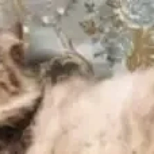 A Grey Persian Cat Missing from Amritsar-3