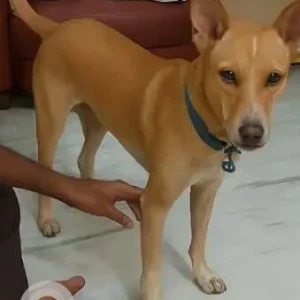A White-Brown Mix Indie Dog Missing from TVK Nagar, Kolathur