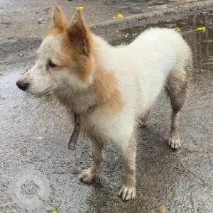 A White-Brown Mix Indian Spitz Dog Missing from VGN Mahalakshmi Nagar Arch-2