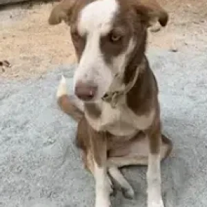 A Brown Indie Dog Found from Shanthinagar Bus stand, A2B