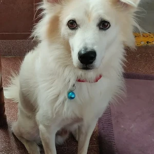 A White-Brown Mix Pomeranian Dog Missing from Isnapur-2