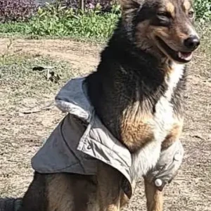 A Black and Brown Indie Dog Found from Nehru place