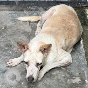 A White-Brown Mix Indie Dog Missing from MIG flats sheikh sarai