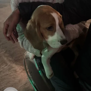 A White-Brown Mix Beagle Dog Found from B-2, Safdarjung Enclave