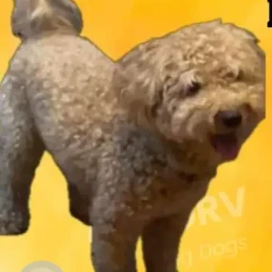 A Brown Poodle Mix Dog Missing from Shanely St.