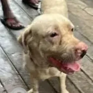 A White-Brown Mix Labrador Dog Found from Saligramam, Chennai