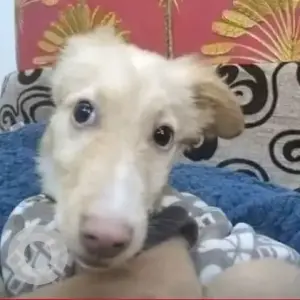 A White-Brown Mix Indie Dog Missing from Budh Vihar Phase 2