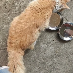 A Orange Ginger Cat Found from BTM Layout 2nd Stage-2