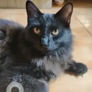 A Black Indie long hair Cat Found from Sadananda nagar, 7th main