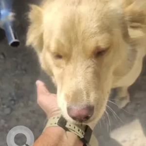 A Brown Golden Retriever Dog Found from Serilingampally