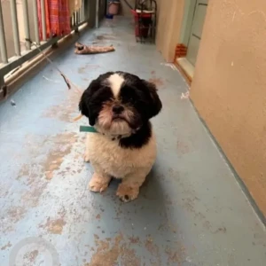 A Black and White Shih Tzu Dog Missing from TC Palya near St Anthony's church-2