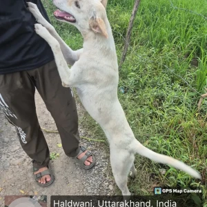 Rabies vaccination-120