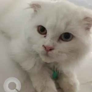 A White Persian Cat Found from Madinat Al Riyadh