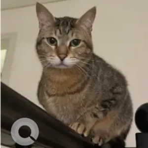 A White-Brown Mix Tabby Cat Missing from Damac Hills 2, Juniper Cluster 15