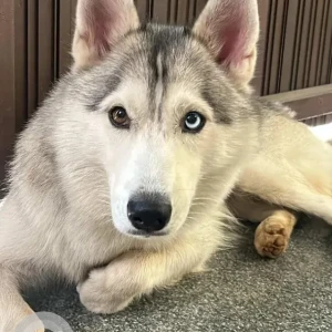 A Grey-White Mix Husky Dog Found from Syndicate bank layout herohalli-2