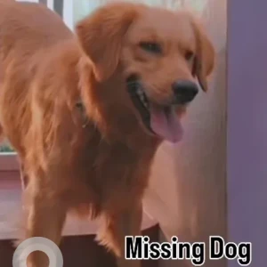 A Brown Golden Retriever Dog Missing from Mahadeshwara Nilaya