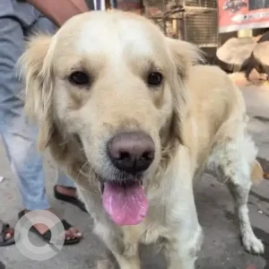 A White Retriever Dog Found from Vishrantwadi