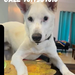 A White Indie Dog Adoption from Bengaluru