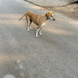 Found: White-Brown Mix Female Indie Dog from Dlf phase 2, Gurgaon
