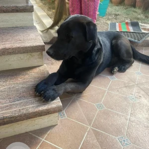 A Black Labrador Dog Found from Horamavu Agara-2