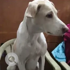 A White Indie Dog Missing from Rohini, New Delhi-2