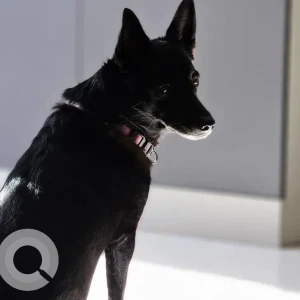 A Black and White Indie Dog Missing from Archana Nani Kennels