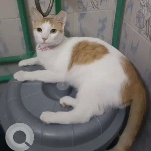 A White-Brown Mix Domestic Shorthair Cat Missing from Near satwa round beside LUXE HOTEL-2