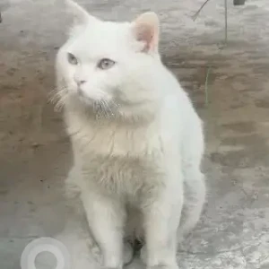 A White Turkish Angora Cat Missing from Rawalpindi, Jahaz ground, Gakhar Town