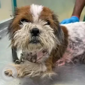 A White-Brown Mix Shih Tzu Dog Found from Sanjayanagara, Bengaluru