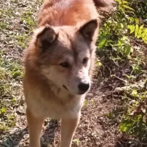 A White-Brown Mix Indie Dog Missing from Gaurisagar, Dikhoumukh-2