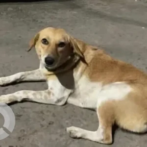 A White-Brown Mix Indie Dog Missing from Visakhapatnam
