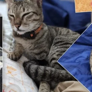 A Grey Tabby Cat Missing from Canara Bank Apartment-4